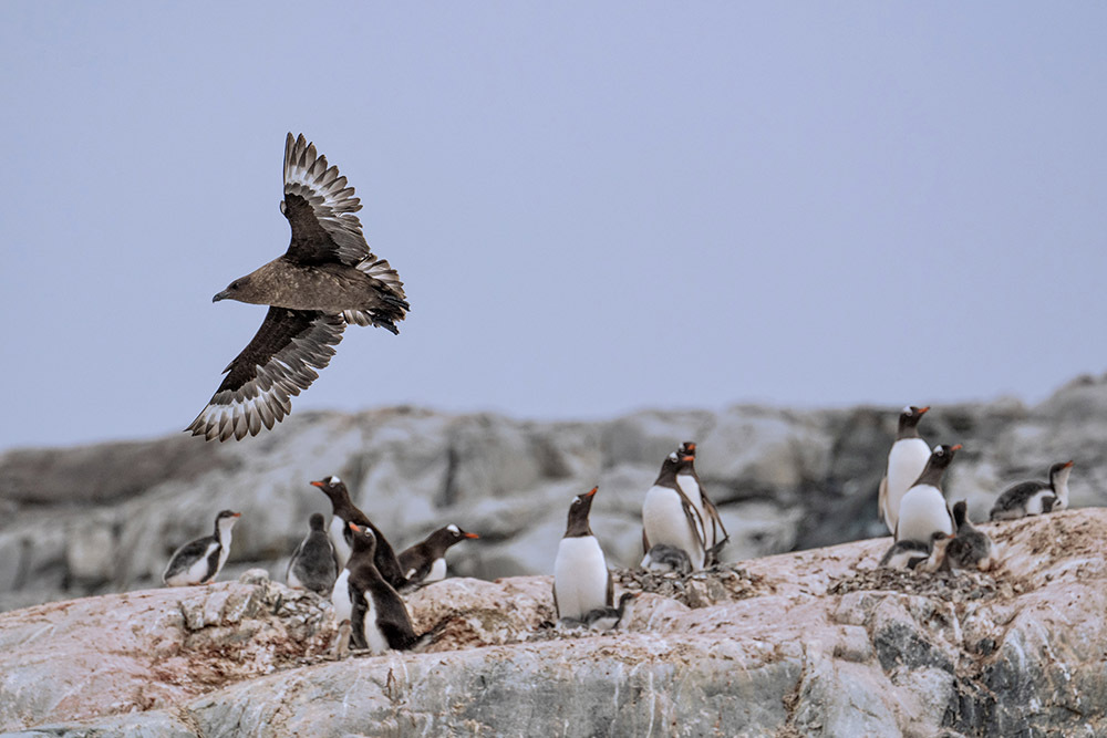 定格冰雪天堂，南极摄影技法全解析插图9