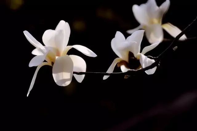 如何拍好暗黑背景的花？这篇文章给你讲透了！-无料摄影圈