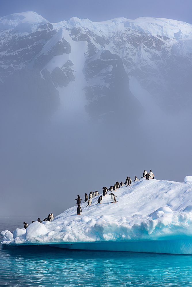 定格冰雪天堂，南极摄影技法全解析插图
