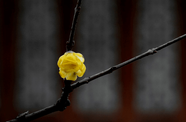 冬日腊梅怎么拍？28张图例手把手教你！插图