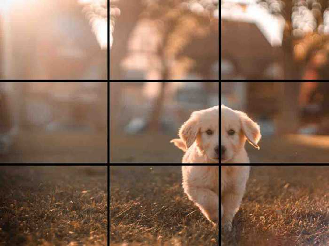 随手拍大片？试试三分法！插图1