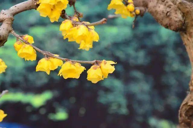 冬日腊梅怎么拍？28张图例手把手教你！插图21