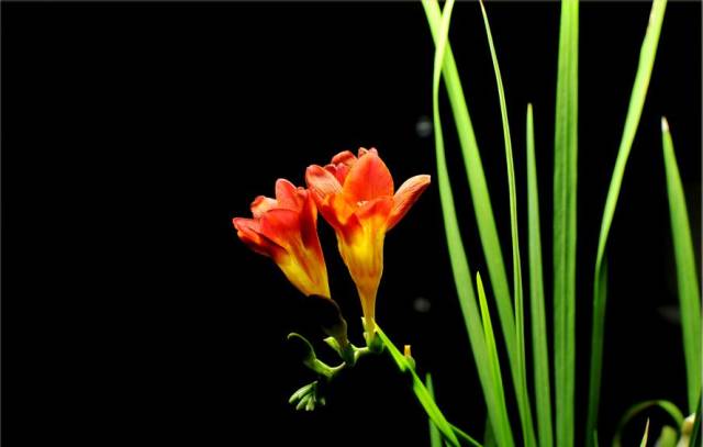 如何拍好暗黑背景的花？这篇文章给你讲透了！插图16