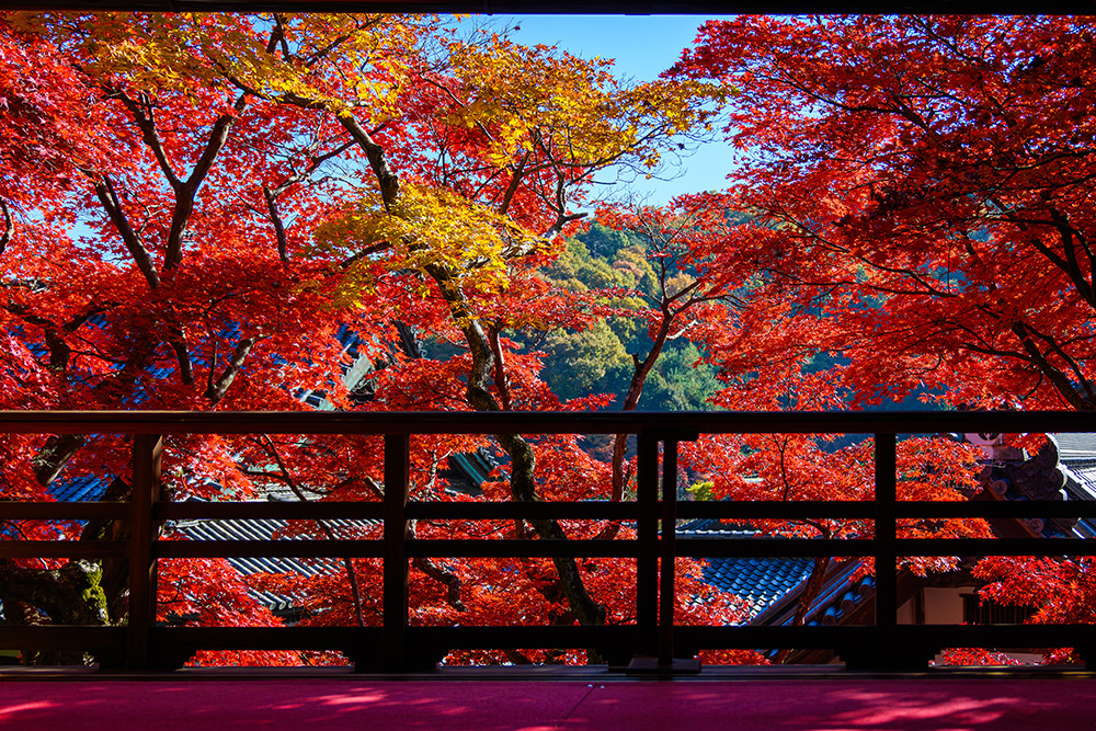 探寻京都红叶圣地，做一场光怪陆离的梦插图4
