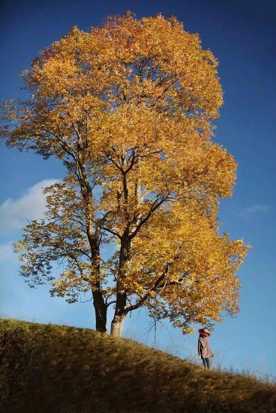 竖构图，视觉冲击力竟然可以这么大！插图8