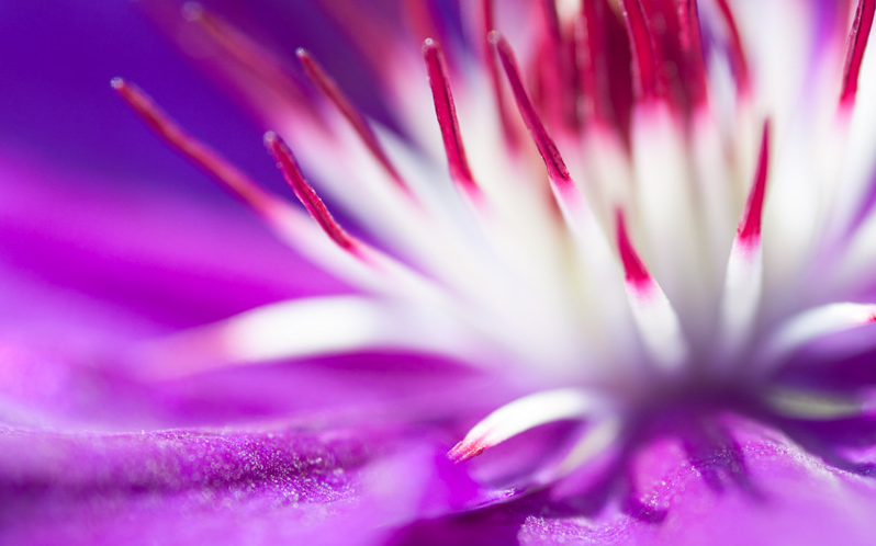 摄影技巧:新手如何拍出“屏保级”花卉照片插图2 摄影技巧:新手如何拍出“屏保级”花卉照片插图2