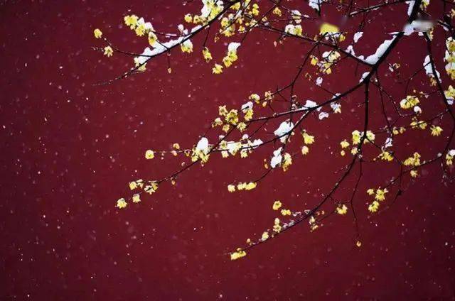 冬日腊梅怎么拍？28张图例手把手教你！插图16