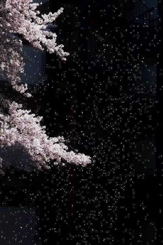 如何拍好暗黑背景的花？这篇文章给你讲透了！插图8