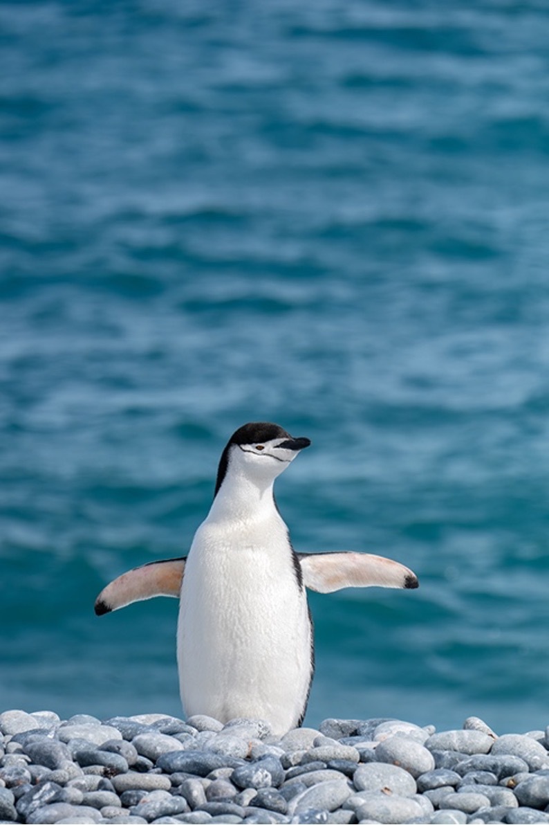 定格冰雪天堂，南极摄影技法全解析插图8