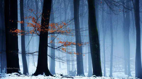 如何把树林拍成大片？用好这3招！插图21