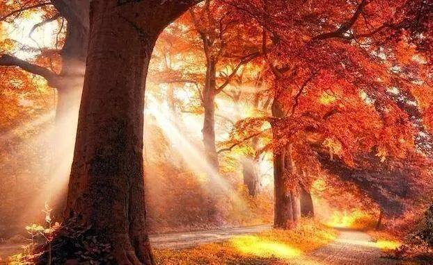 如何把树林拍成大片？用好这3招！插图17