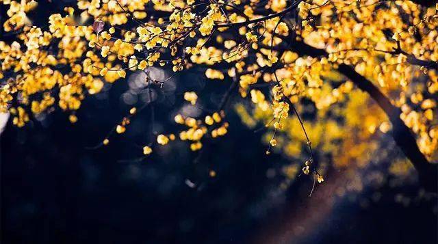 冬日腊梅怎么拍？28张图例手把手教你！插图2