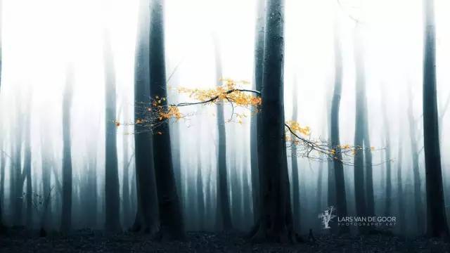 如何把树林拍成大片？用好这3招！插图23