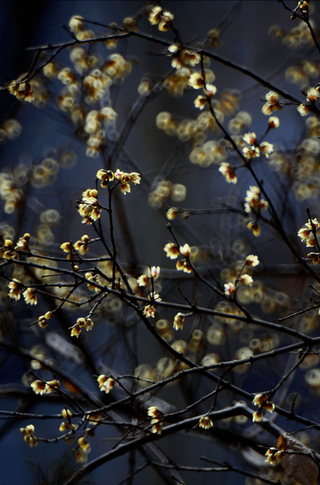 冬日腊梅怎么拍？28张图例手把手教你！插图26