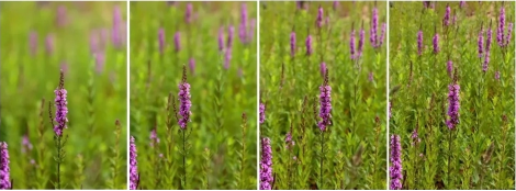 牢记这10个“救命”口诀，拯救拍照不好看插图1