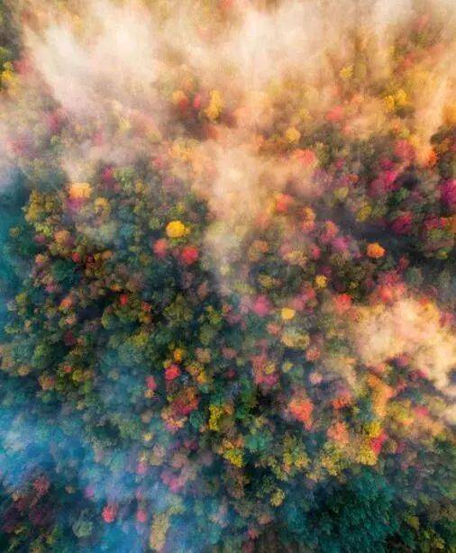 如何把树林拍成大片？用好这3招！插图2