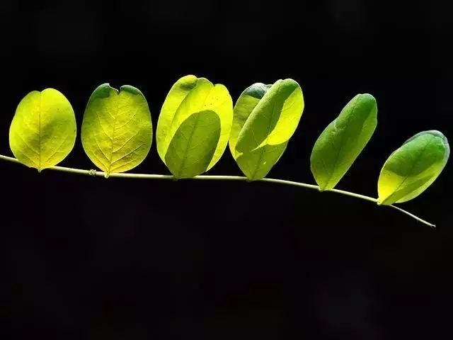 如何拍好暗黑背景的花？这篇文章给你讲透了！插图1