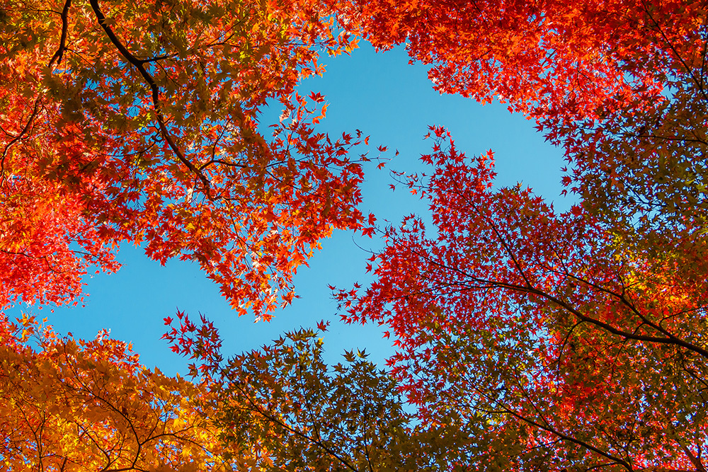 探寻京都红叶圣地，做一场光怪陆离的梦插图2