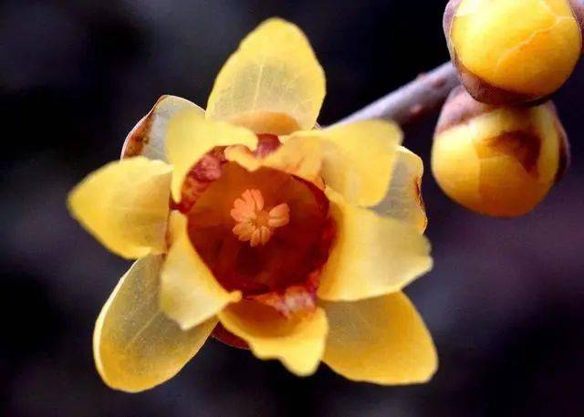 冬日腊梅怎么拍？28张图例手把手教你！插图1