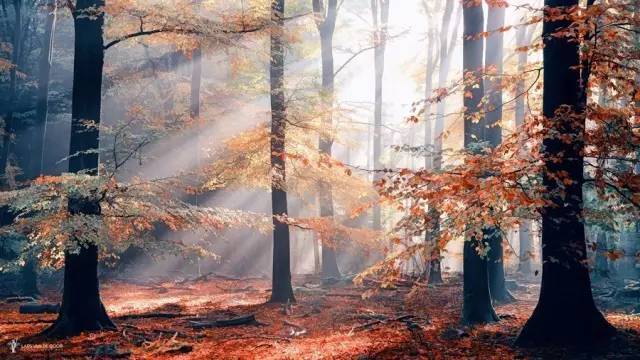 如何把树林拍成大片？用好这3招！插图22