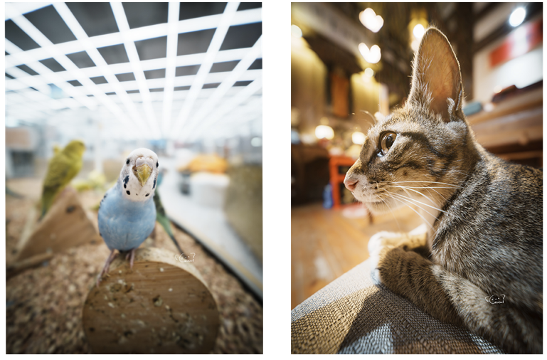 新品|索尼蓝牙拍摄手柄和遥控器、影石Flow 2 稳定器和麦克风、老蛙12mmF2.8插图14 新品|索尼蓝牙拍摄手柄和遥控器、影石Flow 2 稳定器和麦克风、老蛙12mmF2.8插图14