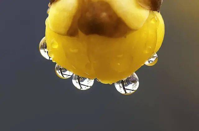 冬日腊梅怎么拍？28张图例手把手教你！插图5