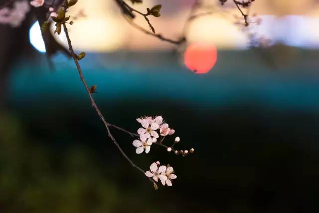 如何拍好暗黑背景的花？这篇文章给你讲透了！插图7