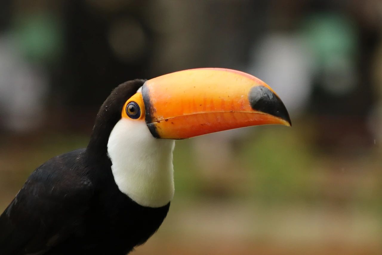 佳能发布 RF 75-300MM F4-5.6镜头插图6 佳能发布 RF 75-300MM F4-5.6镜头插图6