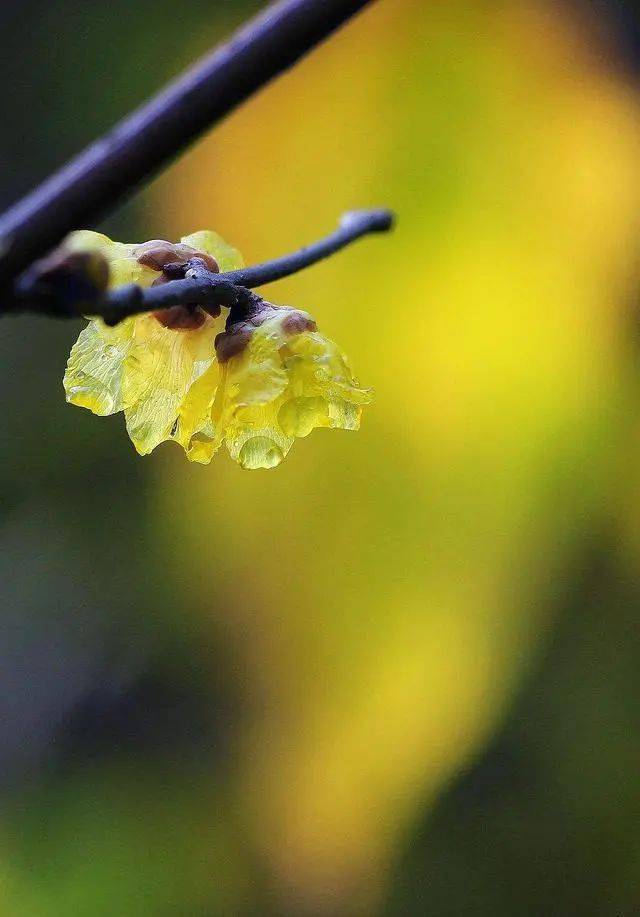 冬日腊梅怎么拍？28张图例手把手教你！插图13