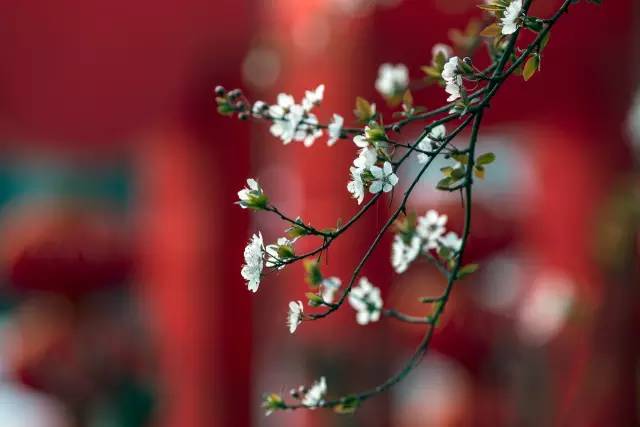 如何拍好暗黑背景的花？这篇文章给你讲透了！插图12