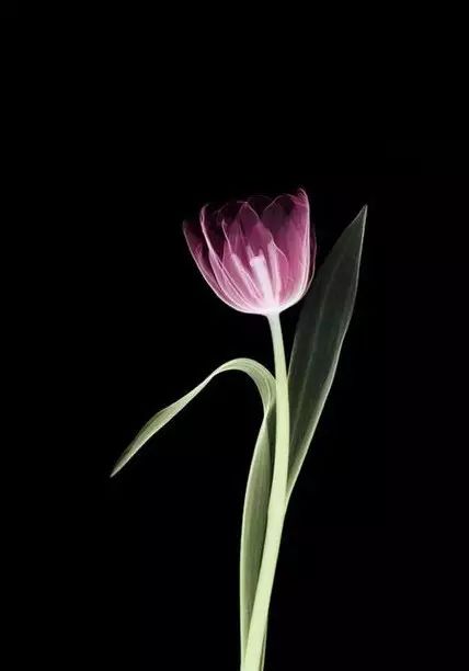 如何拍好暗黑背景的花？这篇文章给你讲透了！插图4