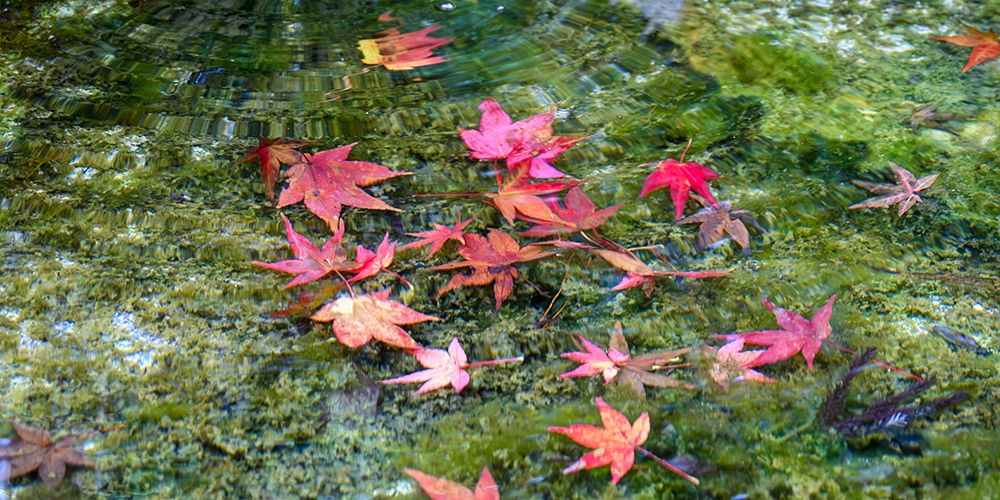 探寻京都红叶圣地，做一场光怪陆离的梦插图7