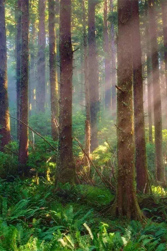 如何把树林拍成大片？用好这3招！插图10