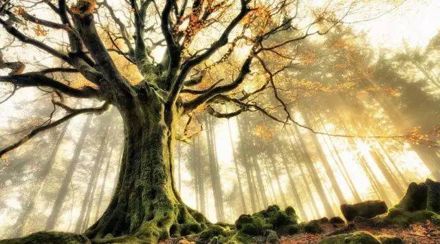 如何把树林拍成大片？用好这3招！插图16