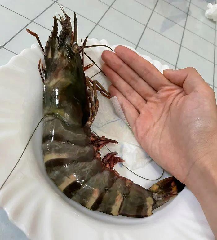 打破你对“正常尺寸”的认知,30个超乎寻常的尺寸,颠覆你的认知