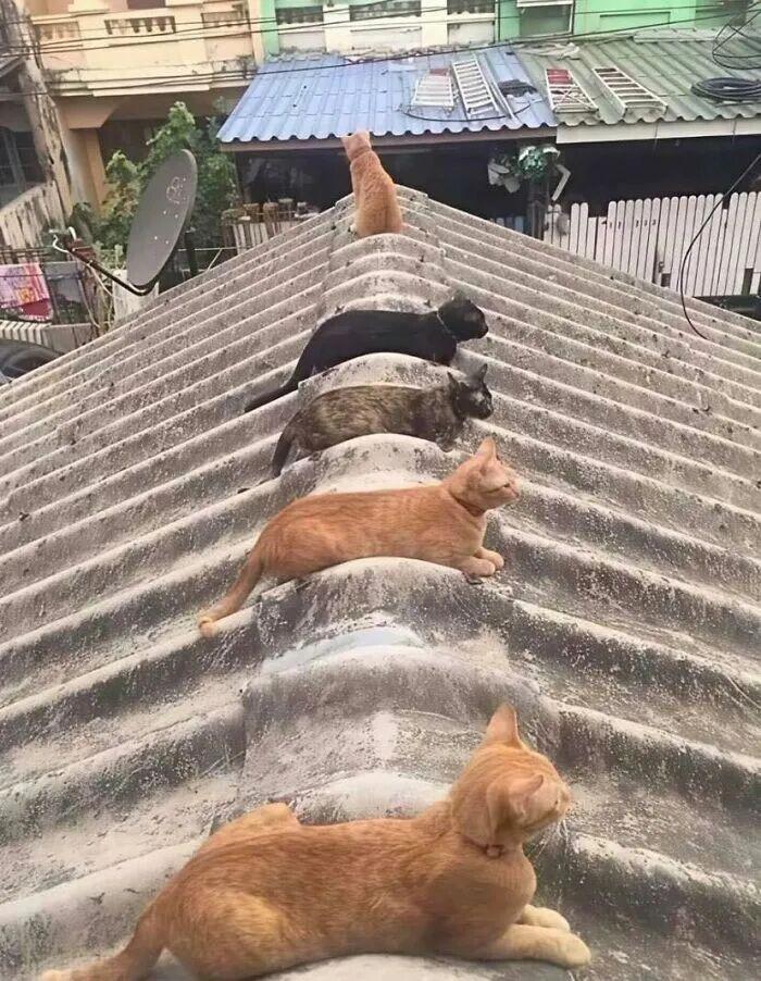 40次猫咪闯入最不合时宜的角落,却意外戳中人类心底柔软插图21 40次猫咪闯入最不合时宜的角落,却意外戳中人类心底柔软插图21