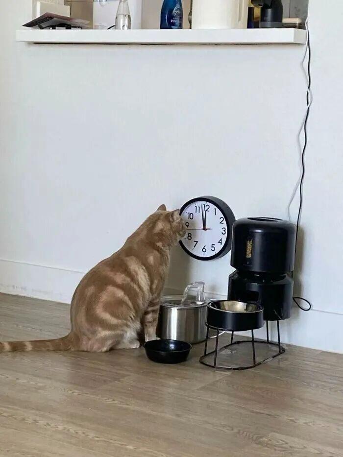 40次猫咪闯入最不合时宜的角落,却意外戳中人类心底柔软插图27 40次猫咪闯入最不合时宜的角落,却意外戳中人类心底柔软插图27