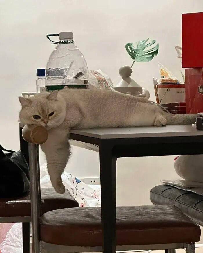 40次猫咪闯入最不合时宜的角落,却意外戳中人类心底柔软插图1 40次猫咪闯入最不合时宜的角落,却意外戳中人类心底柔软插图1