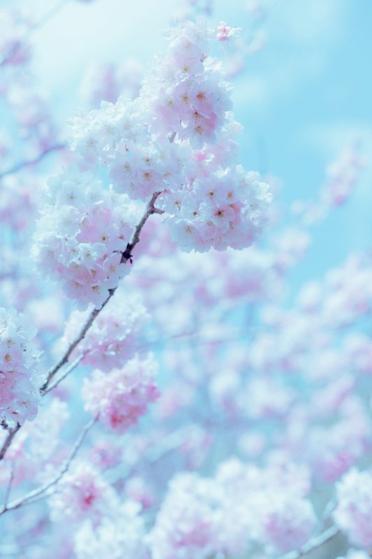 Ely_eee(ElyEE子) NO.136 - 17°C Pink Sakura17°C粉櫻[43P/1V/149MB]-无料摄影圈