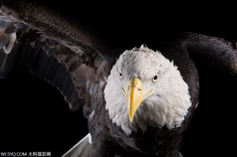 付费图片-十种与生命交配的多情动物[10P]