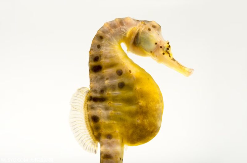 付费图片-十种与生命交配的多情动物[10P]