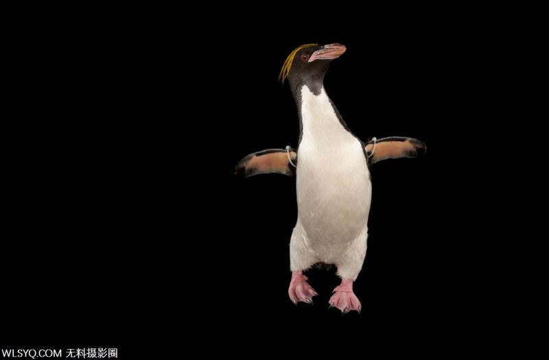 付费图片-十种与生命交配的多情动物[10P]