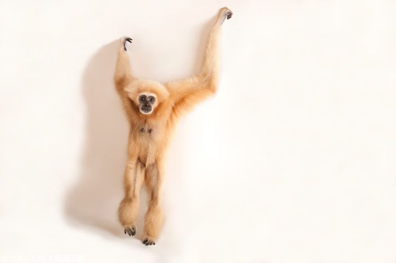 付费图片-十种与生命交配的多情动物[10P]