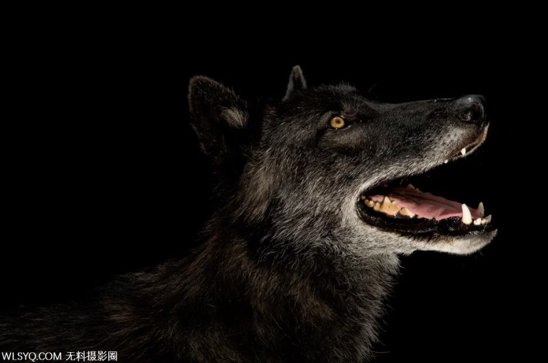 十种与生命交配的多情动物[10P]-无料摄影圈