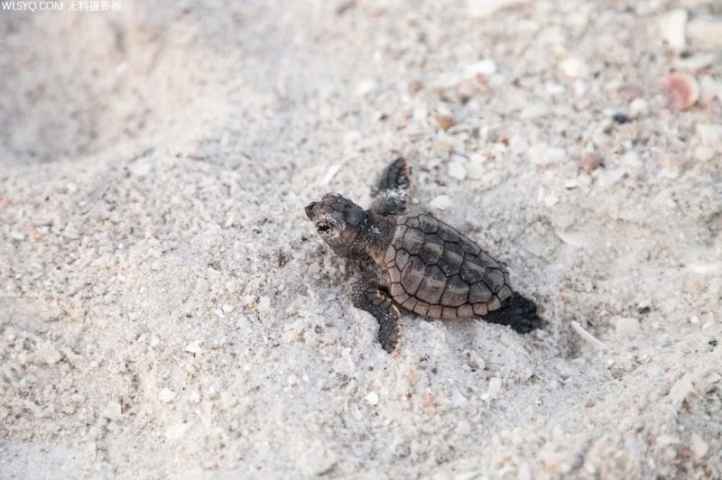 付费图片-西南佛罗里达州适用于动物爱好者[8P]