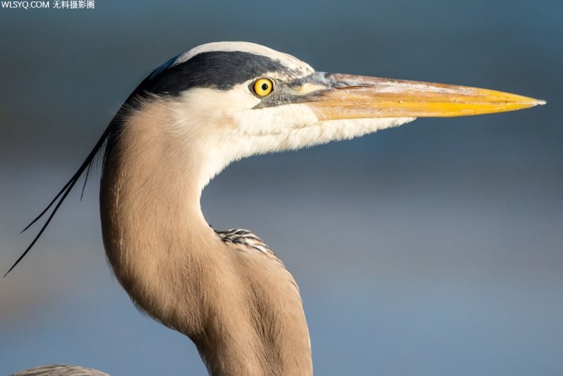 西南佛罗里达州适用于动物爱好者[8P]-无料摄影圈