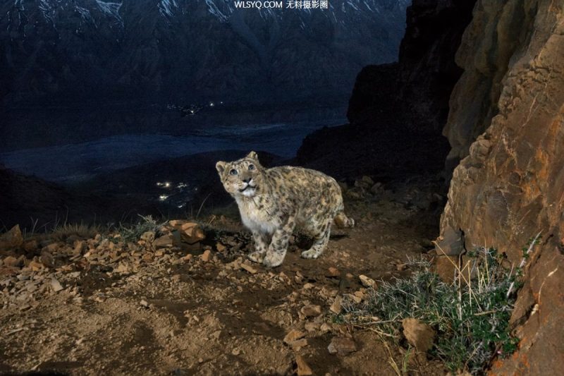 付费图片-这些是我们2025年最好的动物照片[26P]