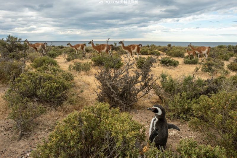 付费图片-这些是我们2025年最好的动物照片[26P]