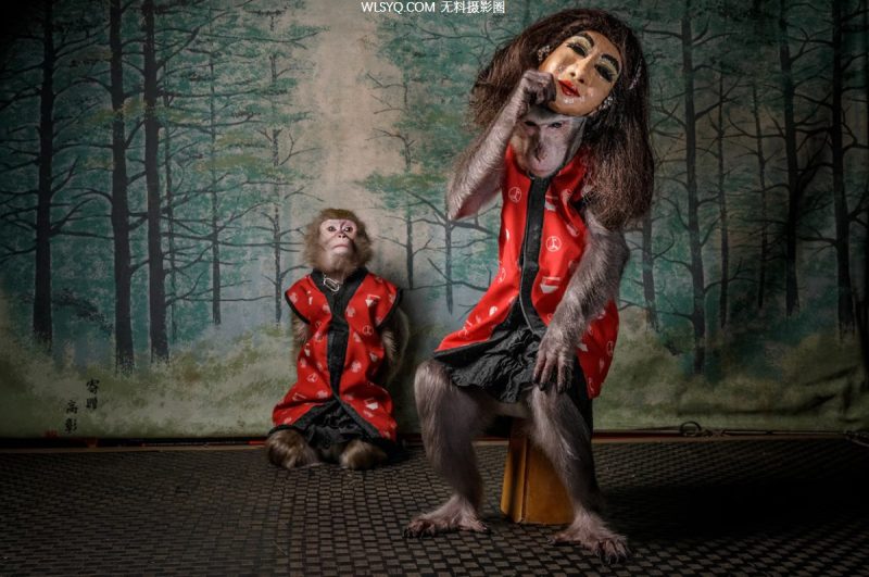 这些是我们2025年最好的动物照片[26P]-无料摄影圈