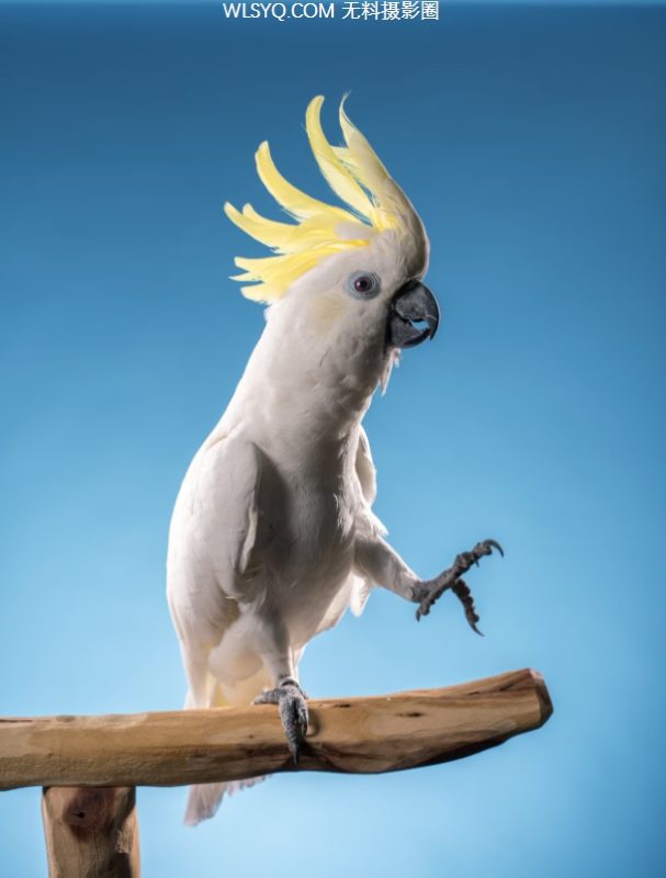 付费图片-看到14只动物向我们展示了他们令人印象深刻的智慧[14P]